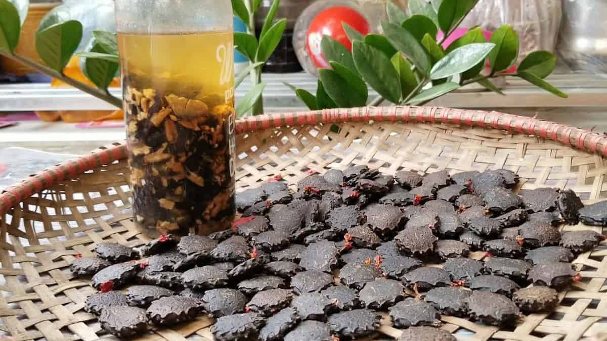 Dùng hạt gấc ngâm rượu trị nám liệu có hiệu quả không?