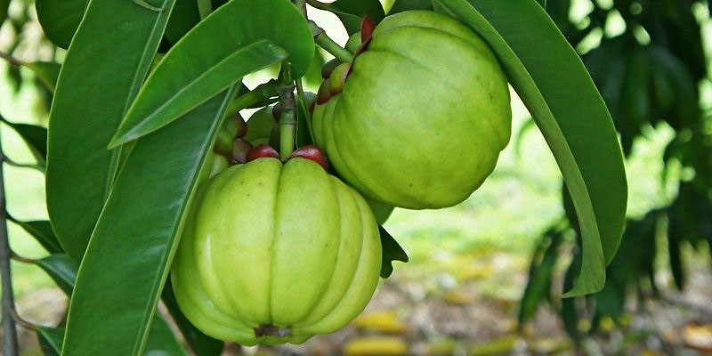 Cách Uống Quả Bứa Giảm Cân Hiệu Quả Điều Trị Viêm Dạ Dày