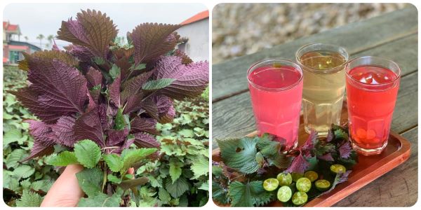 cach tri nam bang la tia to 3 - lavender by chang