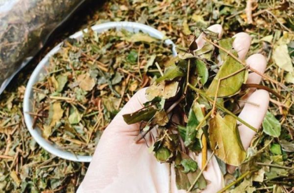 nguoi binh thuong uong che vang co giam can khong 25647 5 e1763949013206 - lavender by chang