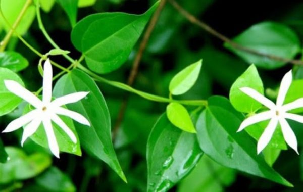 nguoi binh thuong uong che vang co giam can khong 25647 e1763948962793 - lavender by chang