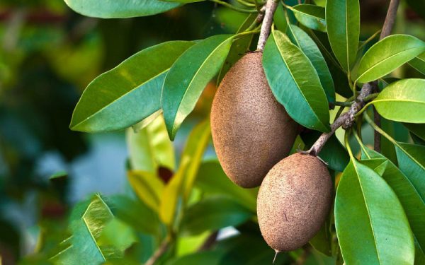 an hong xiem co beo khong 26132 2 e1764576684583 - lavender by chang