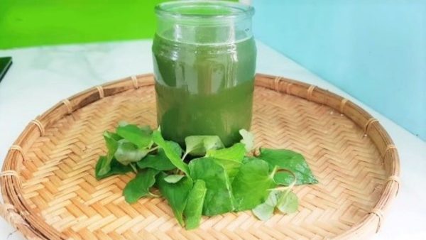 uong rau diep ca co giam can khong 26631 2 e1766480482846 - lavender by chang