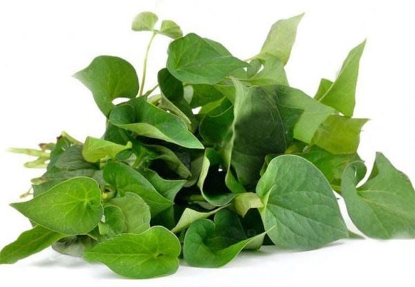 uong rau diep ca co giam can khong 26631 e1766480458726 - lavender by chang