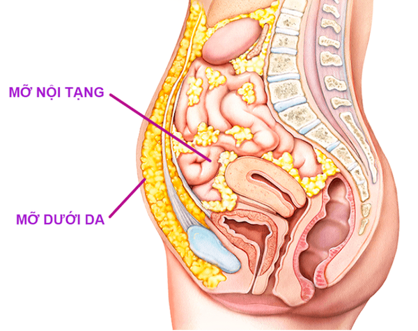 Mỡ nội tạng thường có màu trắng ngà hoặc vàng nhạt và nằm sâu trong ổ bụng, bao quanh các cơ quan nội tạng.